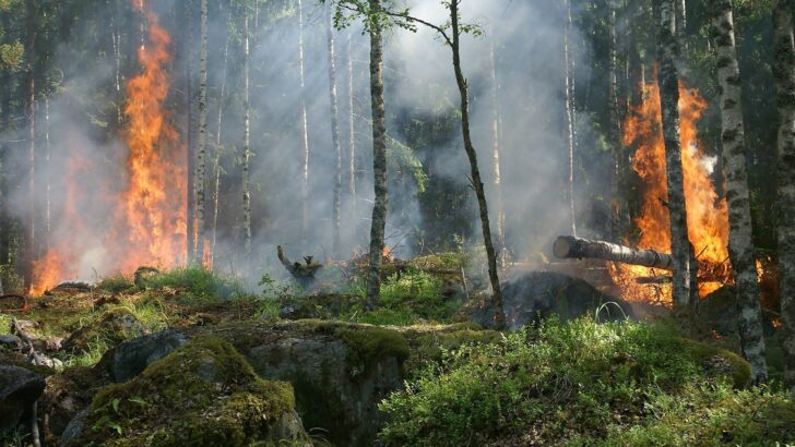 Pembakaran Hutan: Baik atau Buruk?