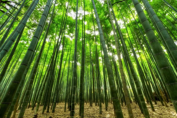 bamboo-gaae328f5e_1920