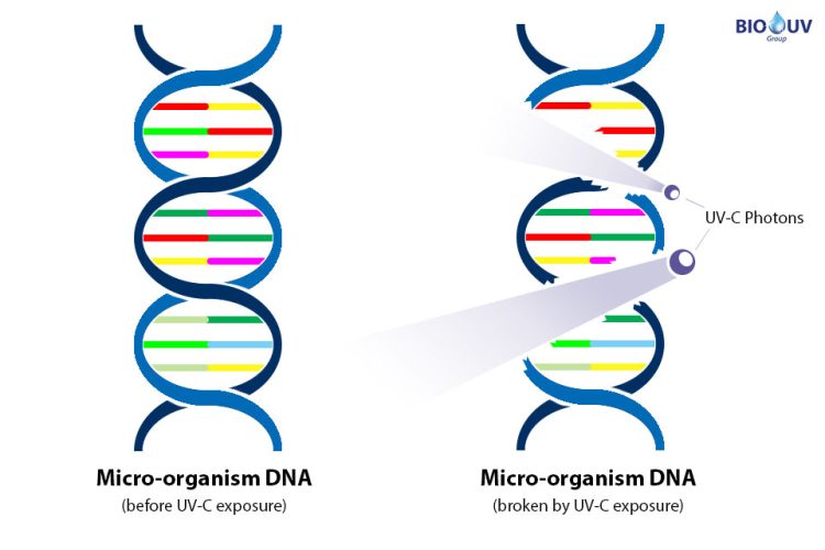 uv-c-dna-gb