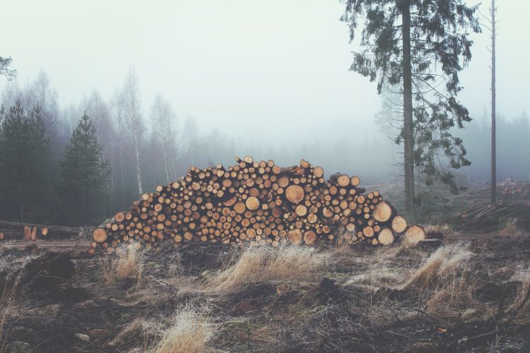 wood-336547_1920